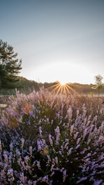 a field of purple flowers with the sun in the background