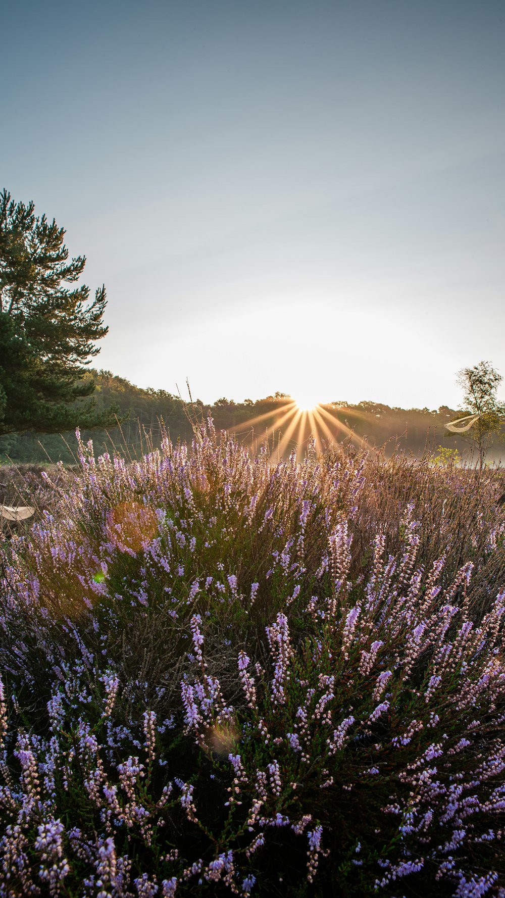 a field of purple flowers with the sun in the background