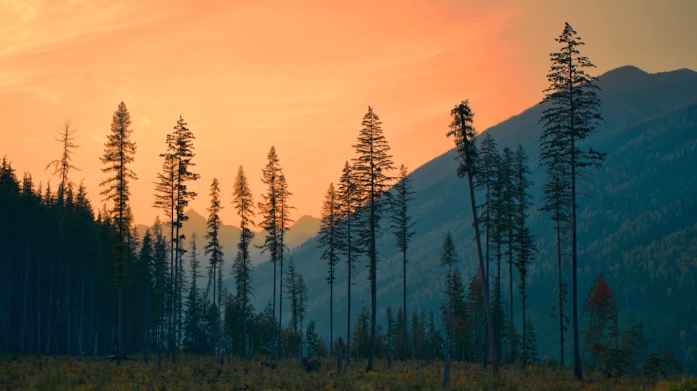 a group of trees in a field with a mountain in the background