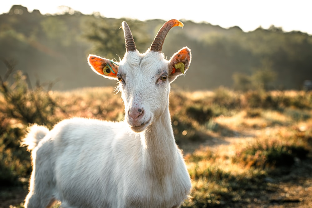 a goat with long horns standing in a field