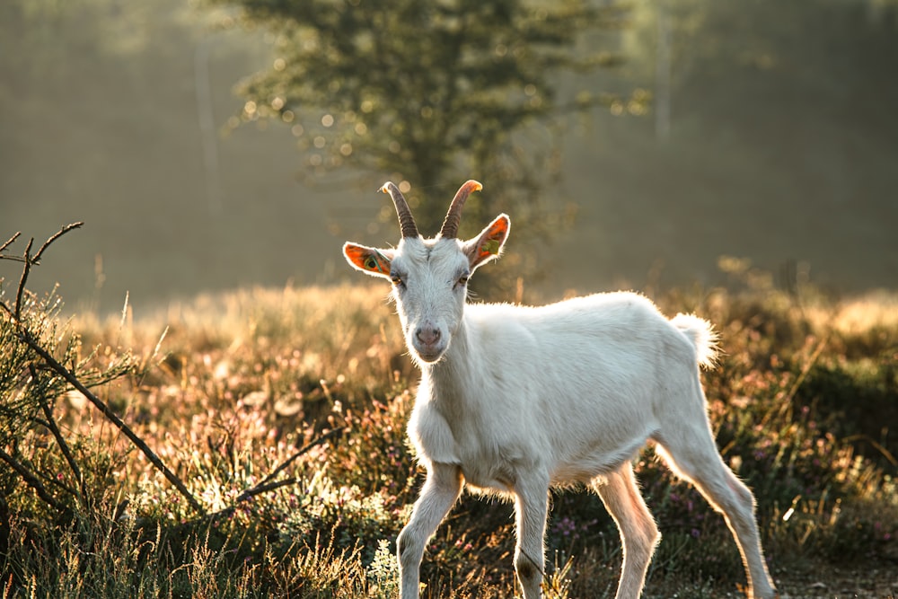 a white goat standing on top of a grass covered field