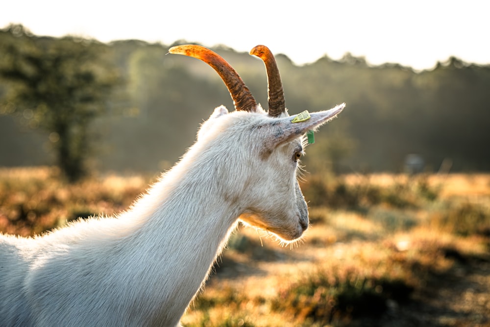 a goat with long horns standing in a field