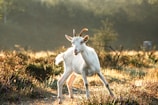 A gentle goat resting peacefully in a sunlit meadow at Whispering Acres.
