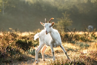 A white goat stands in a sunlit meadow surrounded by wild grasses and shrubs. The background features a softly blurred mix of greens and browns from the dense forest, with gentle light creating a serene atmosphere.