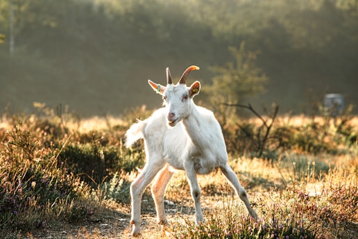 A white goat stands in a sunlit meadow surrounded by wild grasses and shrubs. The background features a softly blurred mix of greens and browns from the dense forest, with gentle light creating a serene atmosphere.
