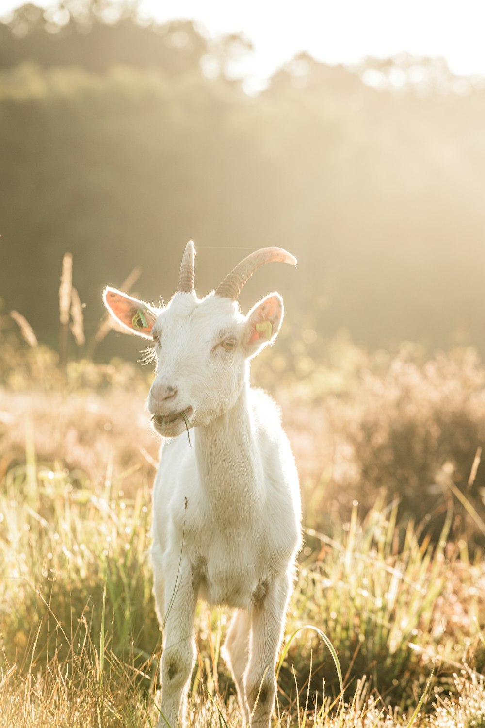 a goat with horns standing in a field