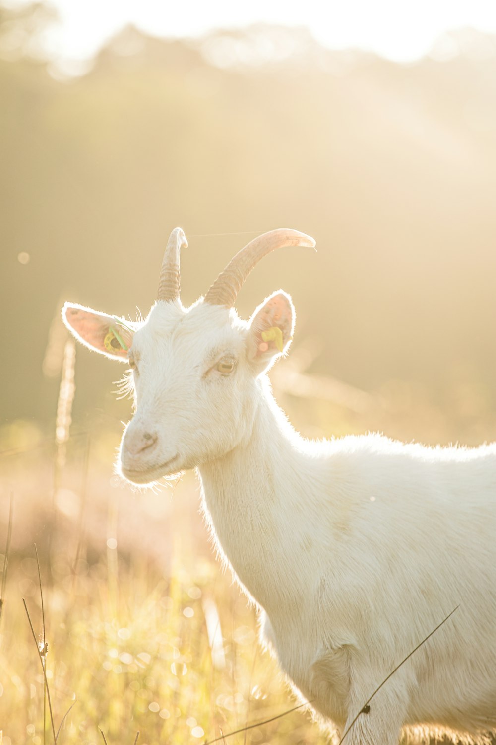 a white goat with horns standing in a field