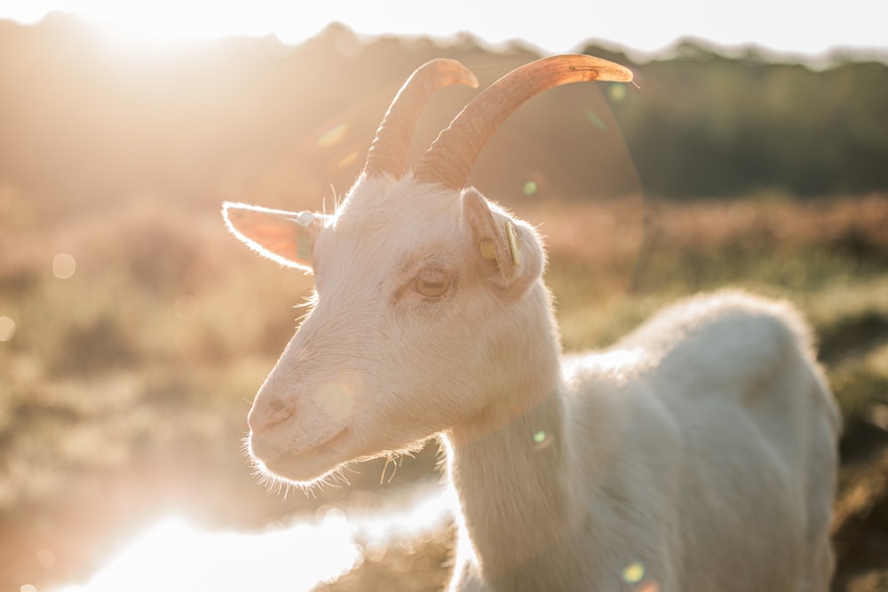 a white goat standing on top of a lush green field