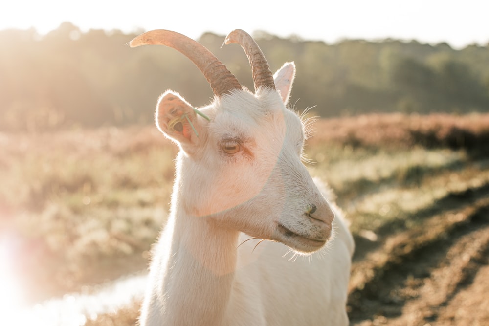 a close up of a goat in a field