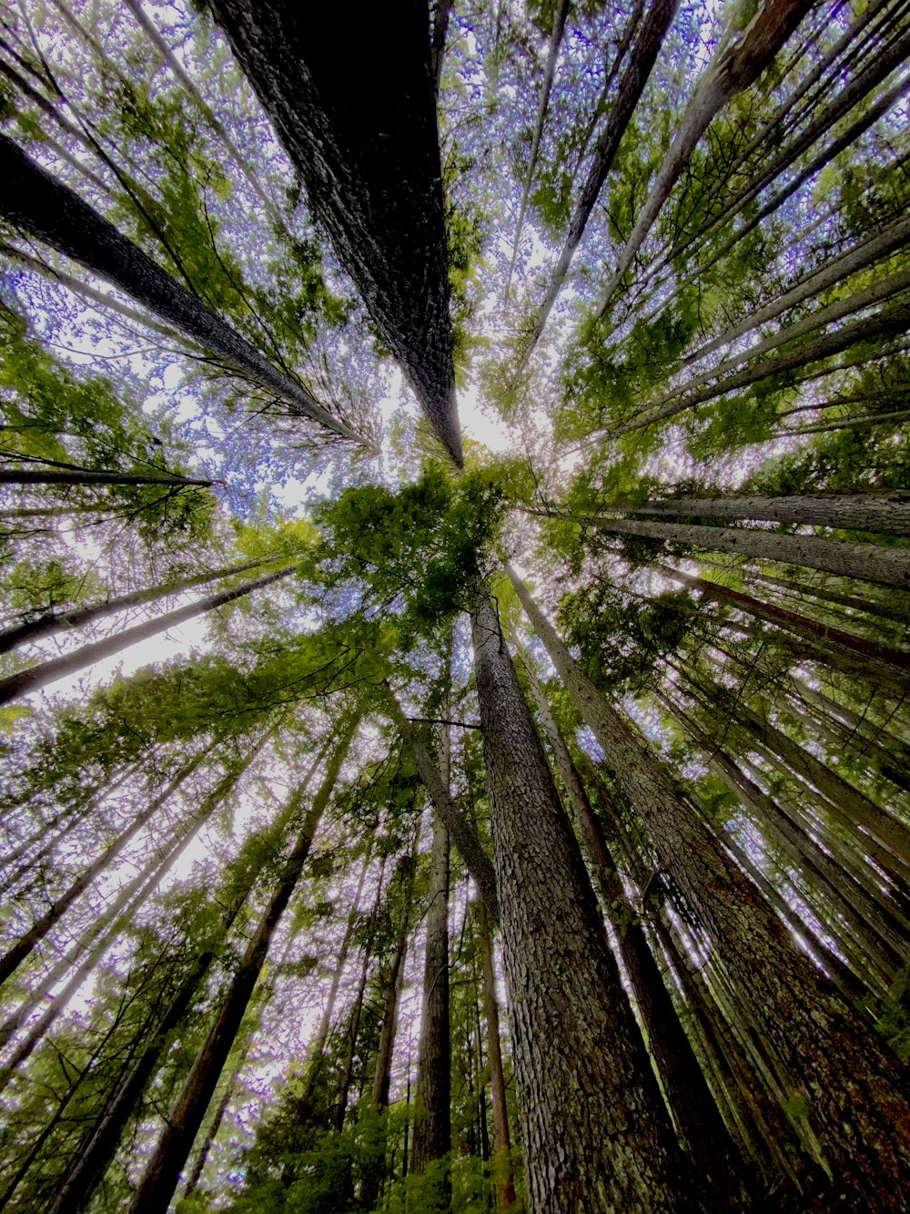 looking up at a tall tree in a forest