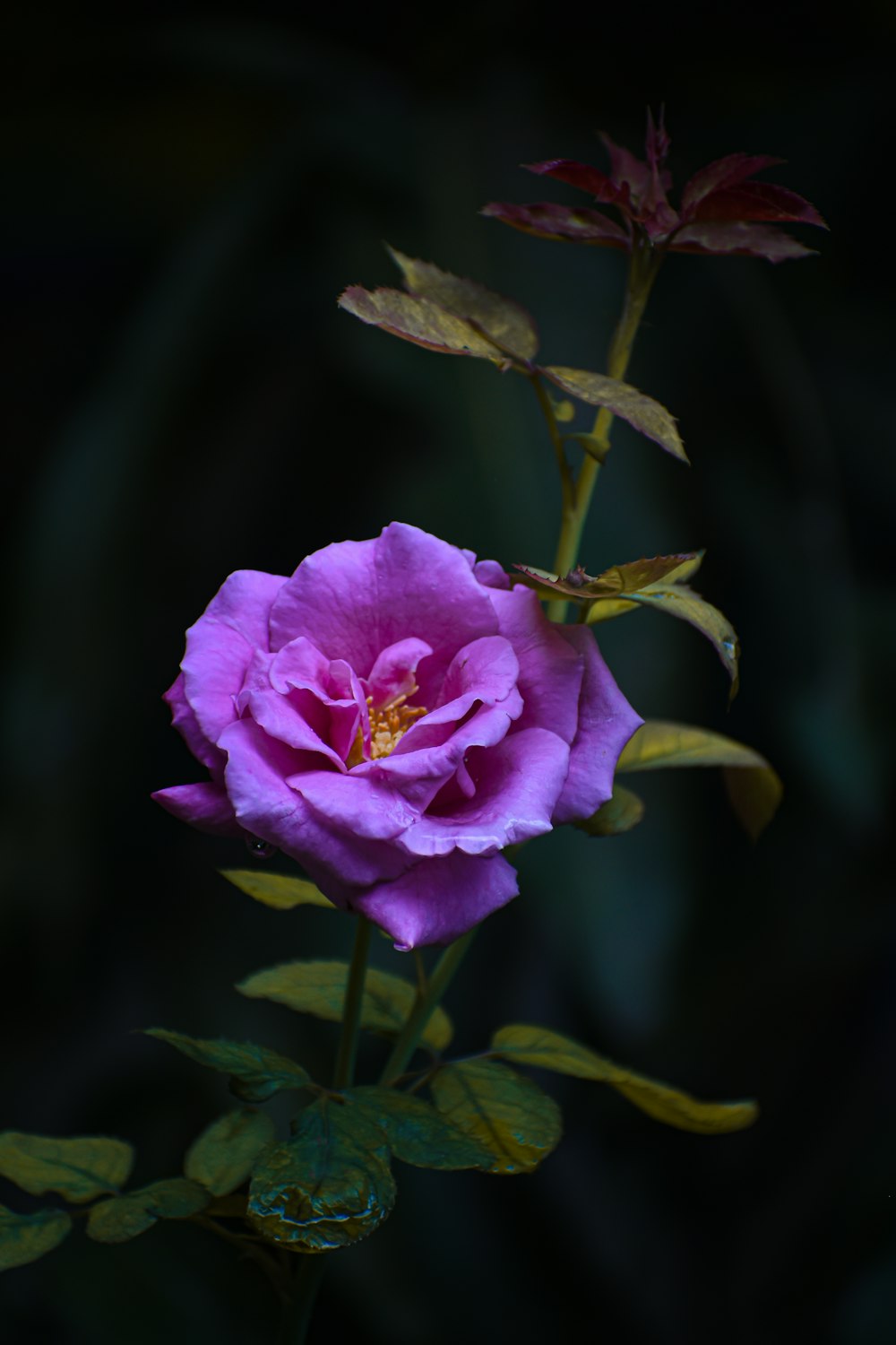 a pink flower with green leaves on a dark background