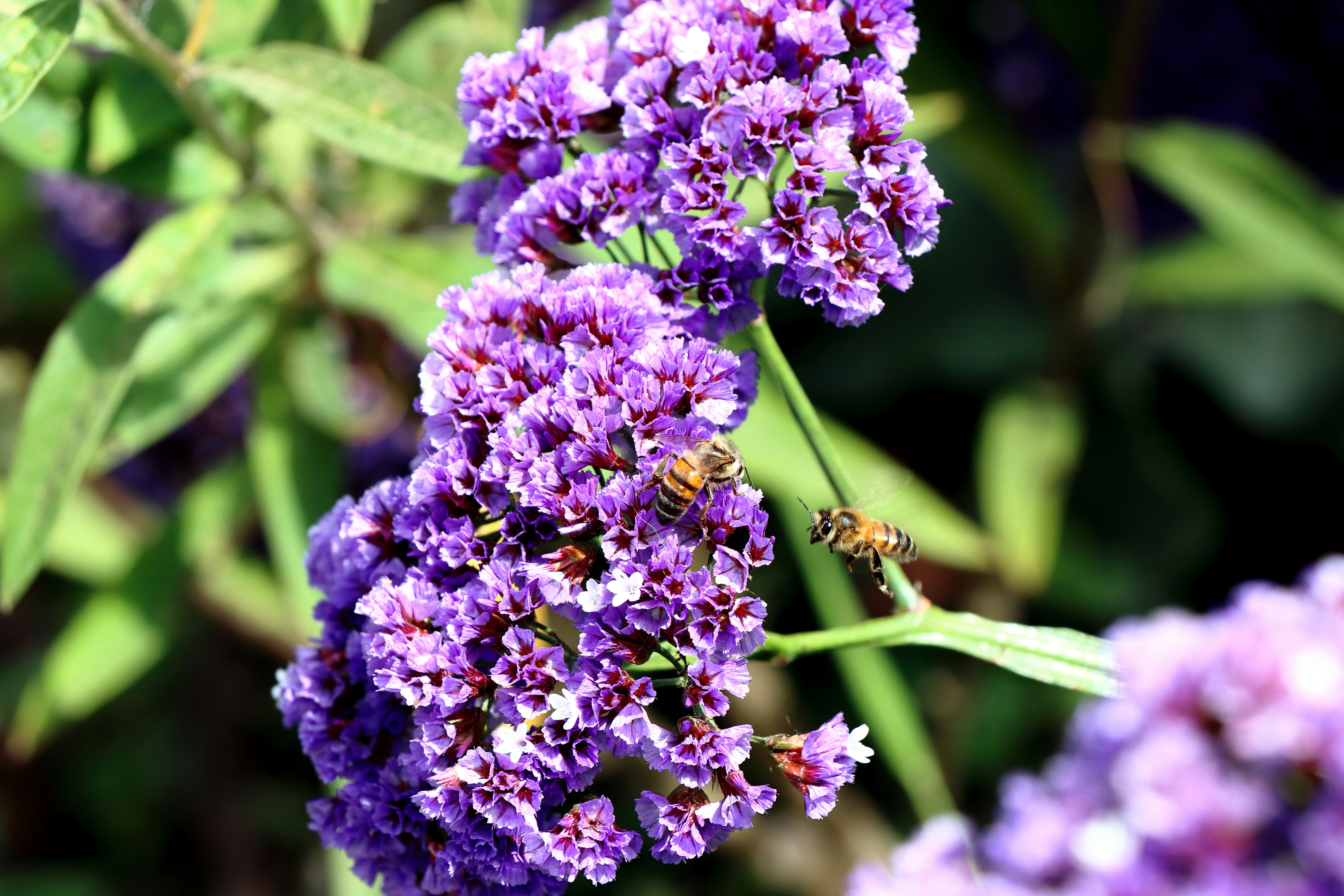 Bees near small purple flowers