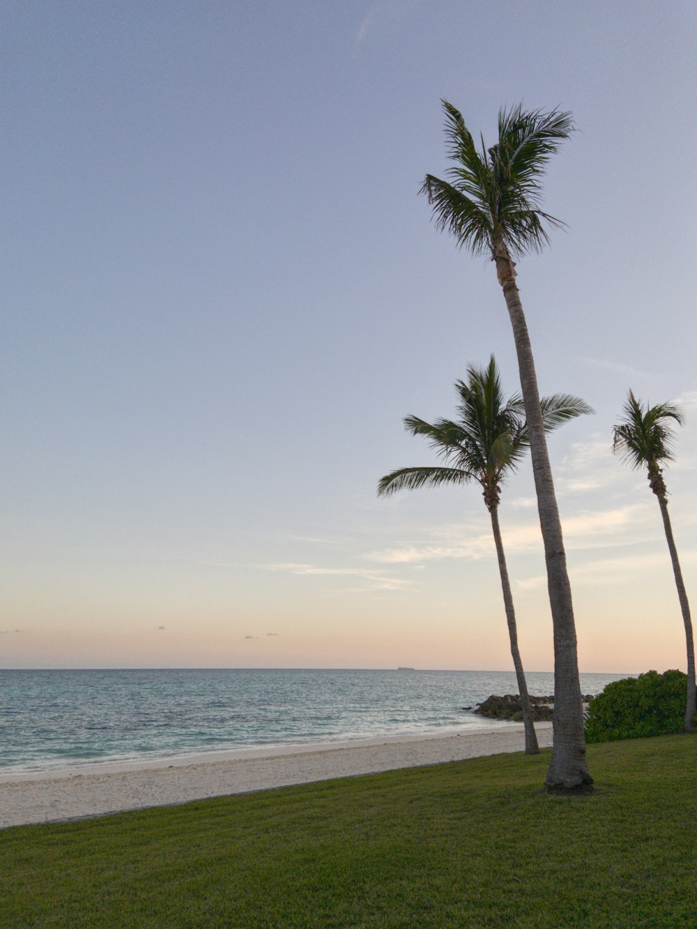 a couple of palm trees sitting on top of a lush green field