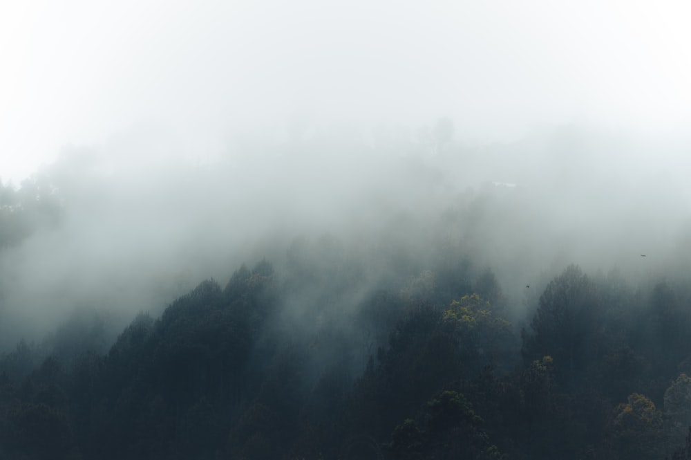 a foggy mountain with trees in the foreground