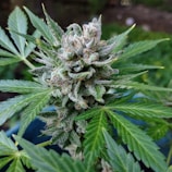 A dense cluster of cannabis flowers covered in frosty trichomes, surrounded by vibrant green leaves with serrated edges. The texture of the buds is thick and sticky, showing a mixture of light green and various shades of orange pistils. The background is blurred, focusing attention on the intricate details of the plant.