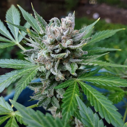 A dense cluster of cannabis flowers covered in frosty trichomes, surrounded by vibrant green leaves with serrated edges. The texture of the buds is thick and sticky, showing a mixture of light green and various shades of orange pistils. The background is blurred, focusing attention on the intricate details of the plant.