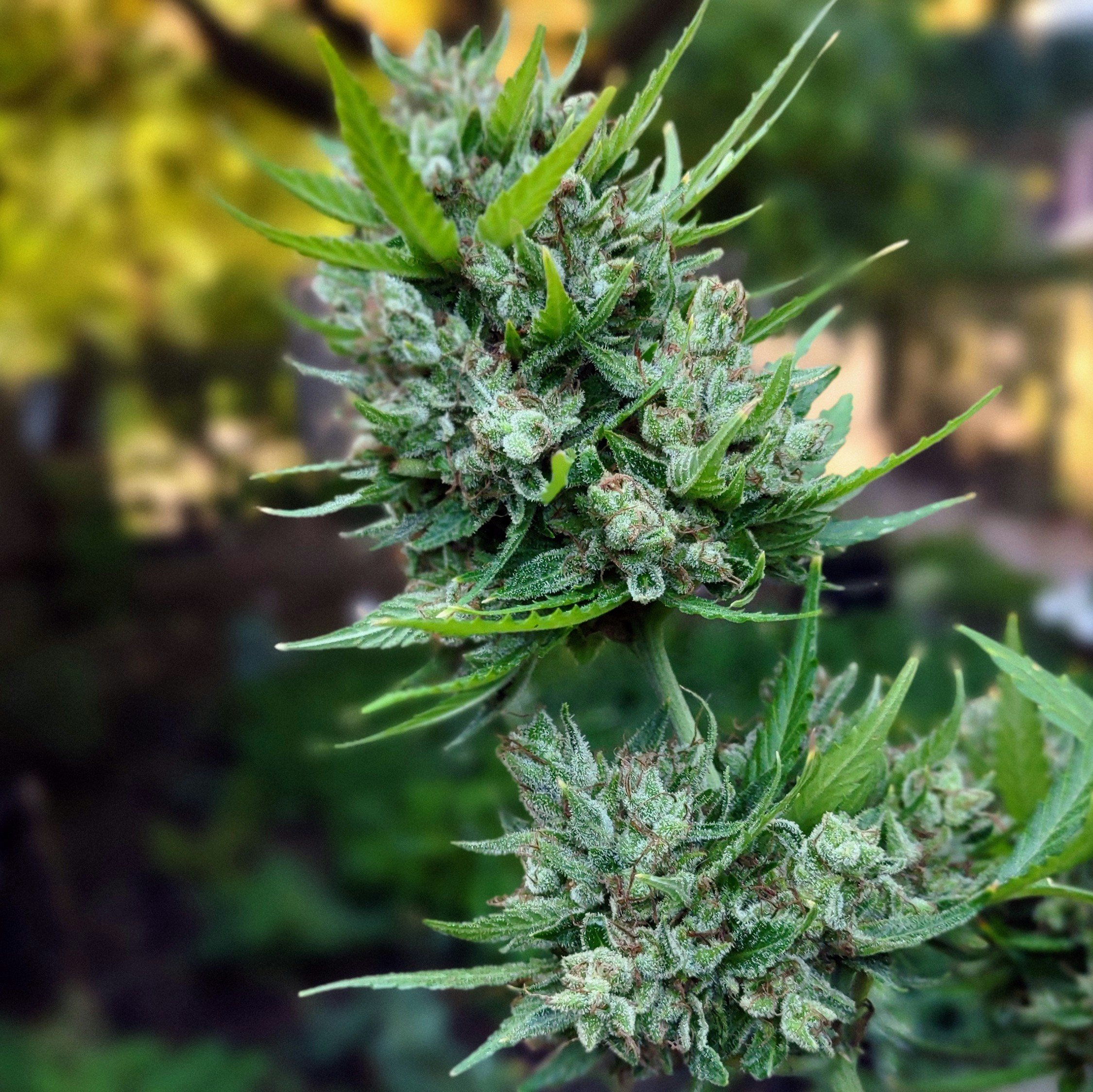 a close up of a plant in a field