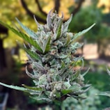 A close-up of a mature cannabis bud covered in trichomes with spiky green leaves extending outwards. The background is a soft-focus forest setting, enhancing the natural appearance of the plant.