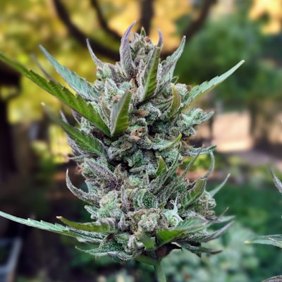 A close-up of a mature cannabis bud covered in trichomes with spiky green leaves extending outwards. The background is a soft-focus forest setting, enhancing the natural appearance of the plant.
