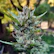 Close-up of vibrant green cannabis buds with sparkling trichomes under soft natural light.