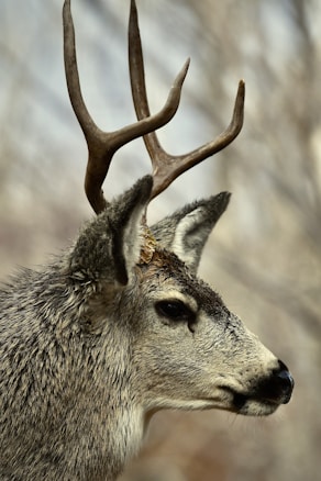 The image features a close-up side profile of a deer with prominent antlers. The deer’s fur is thick, with a mix of brown and grey colors, and its head is turned slightly to the right.