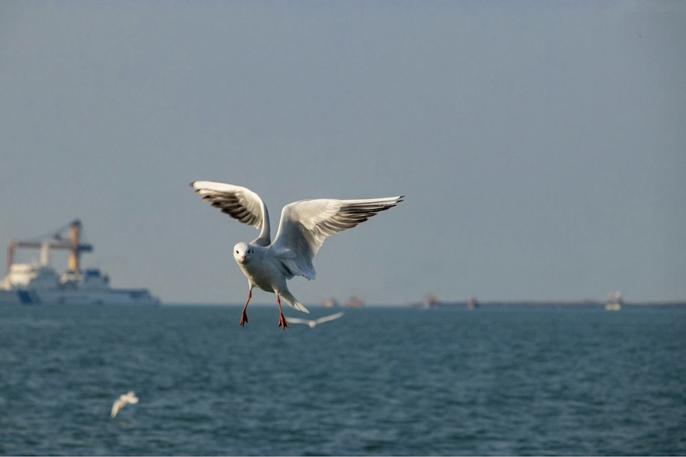 a seagull flying over the ocean with a boat in the background