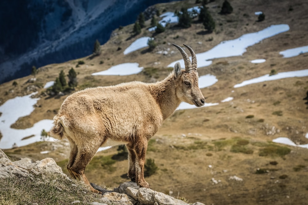 uma cabra da montanha no topo de uma colina rochosa