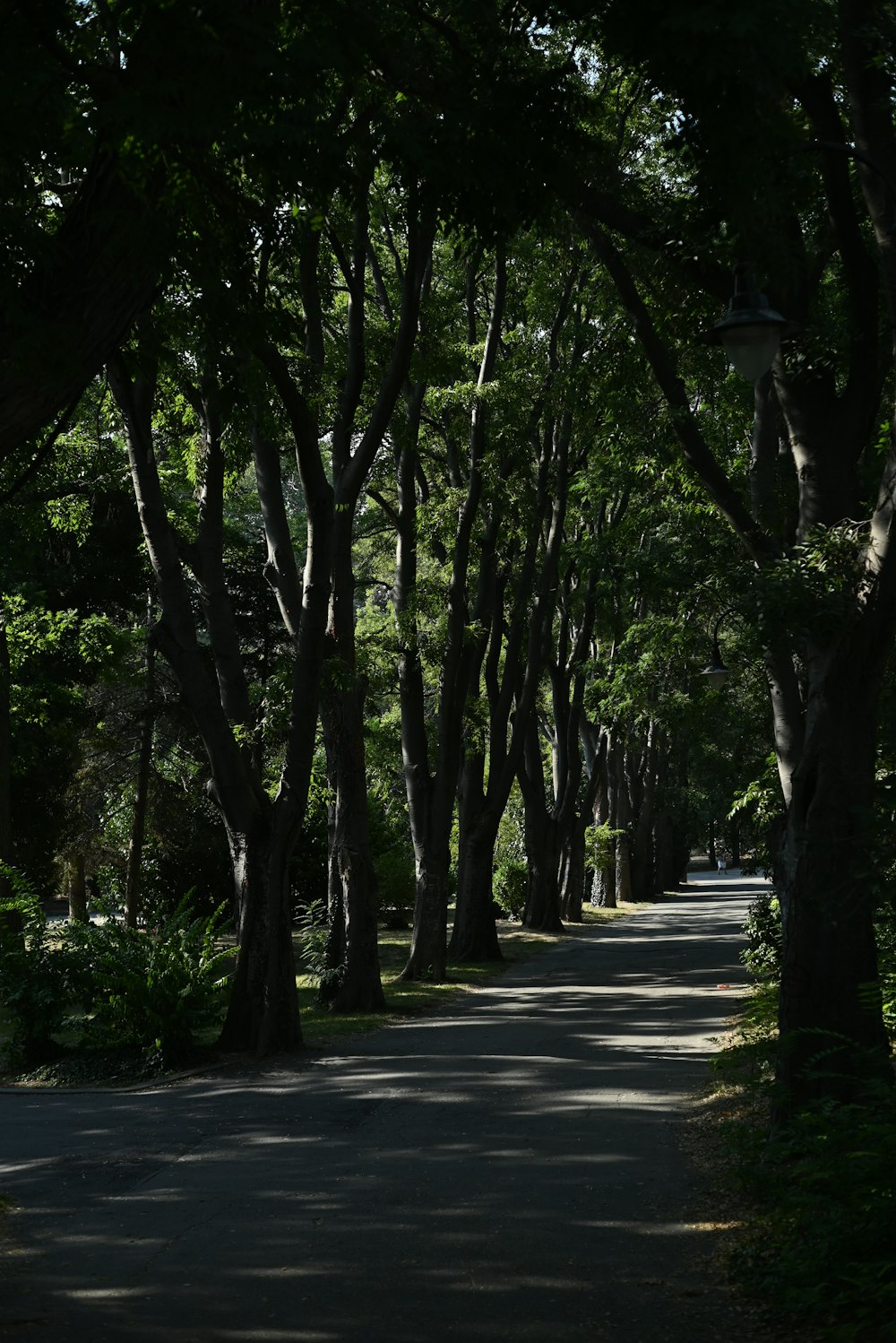 a street lined with lots of trees next to a forest