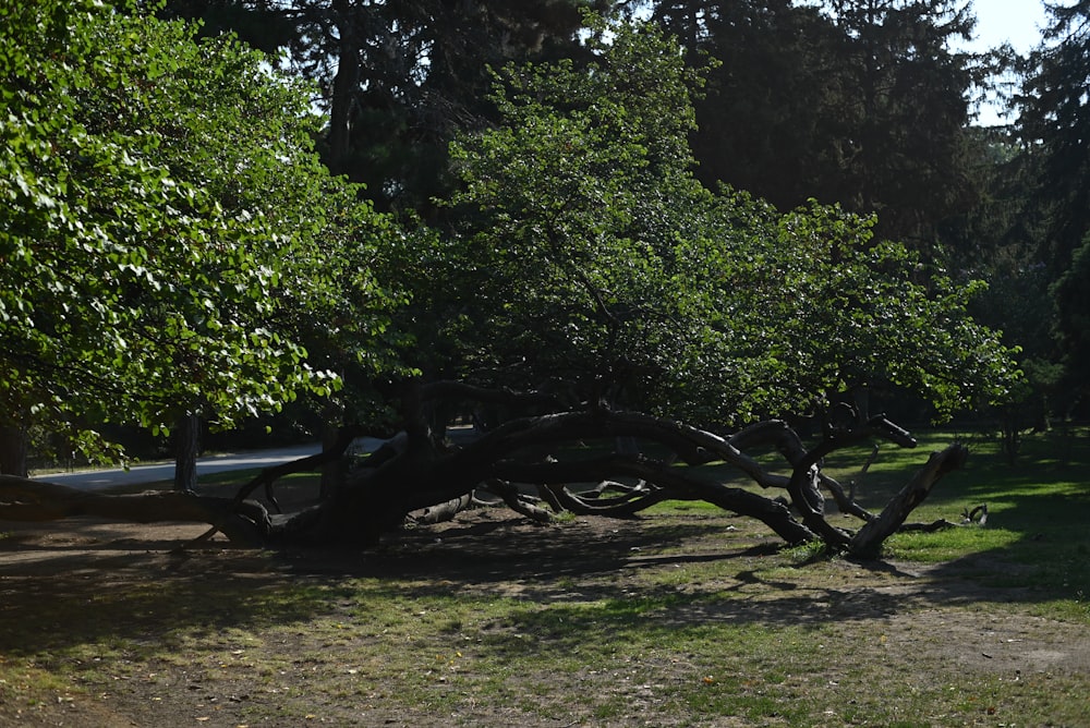 a fallen tree in the middle of a park