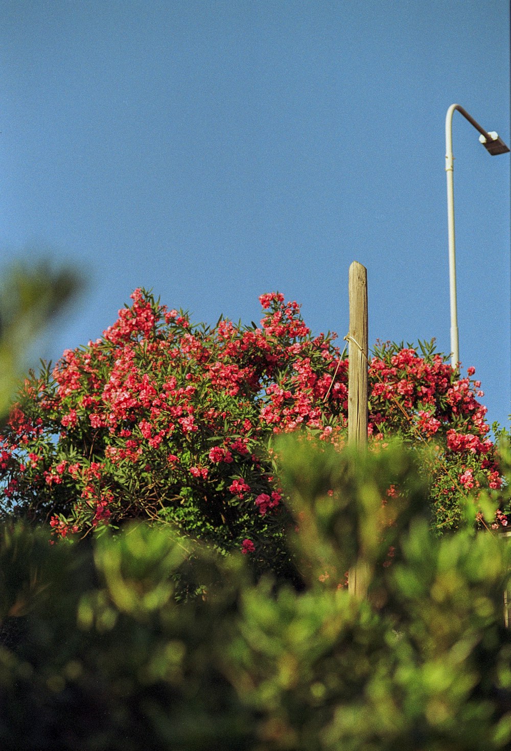 a street light sitting above a lush green forest