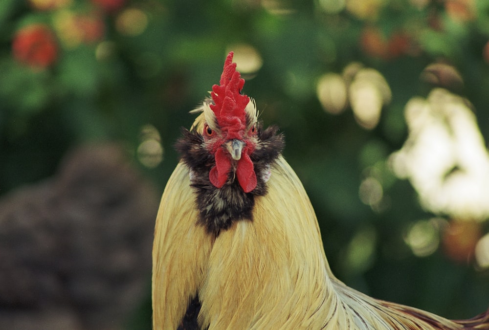 a close up of a rooster's head with trees in the background