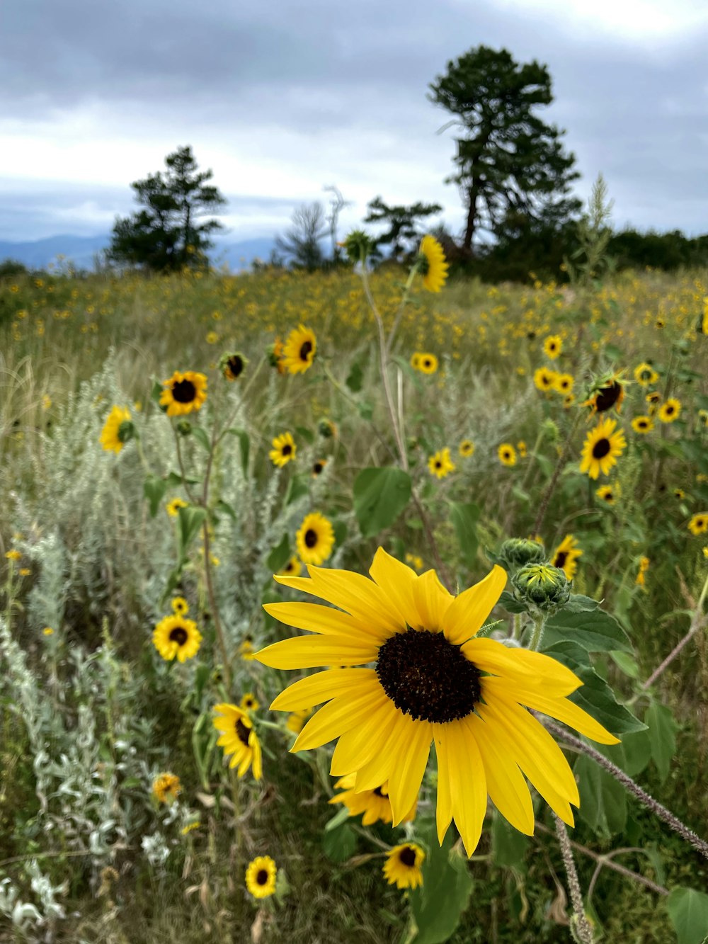 a field of sunflowers with a cloudy sky in the background