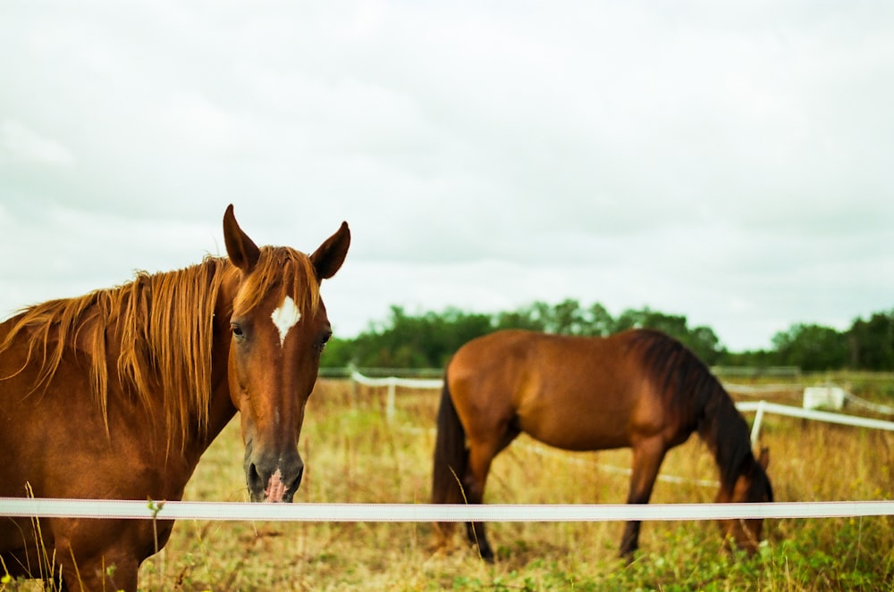 a couple of brown horses standing on top of a grass covered field