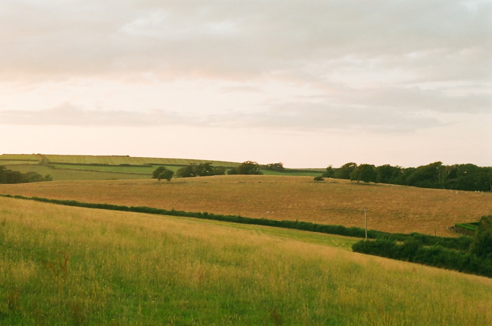 a grassy field with trees in the distance