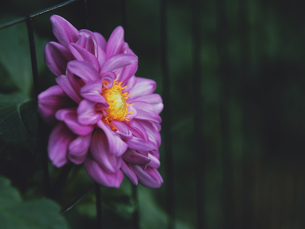 a purple flower with a yellow center in a garden