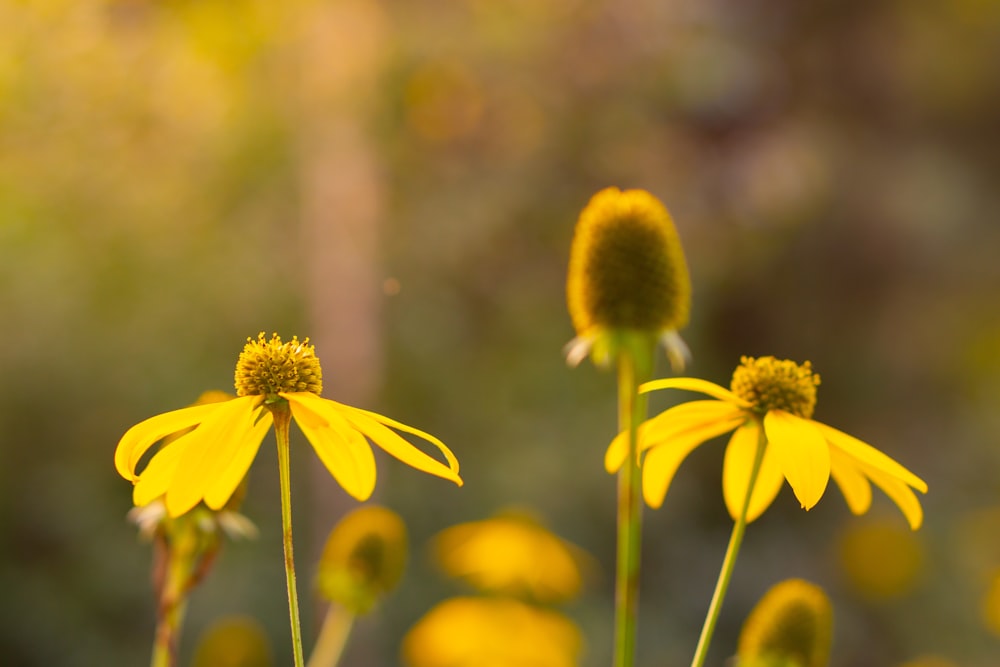 a group of yellow flowers with a blurry background