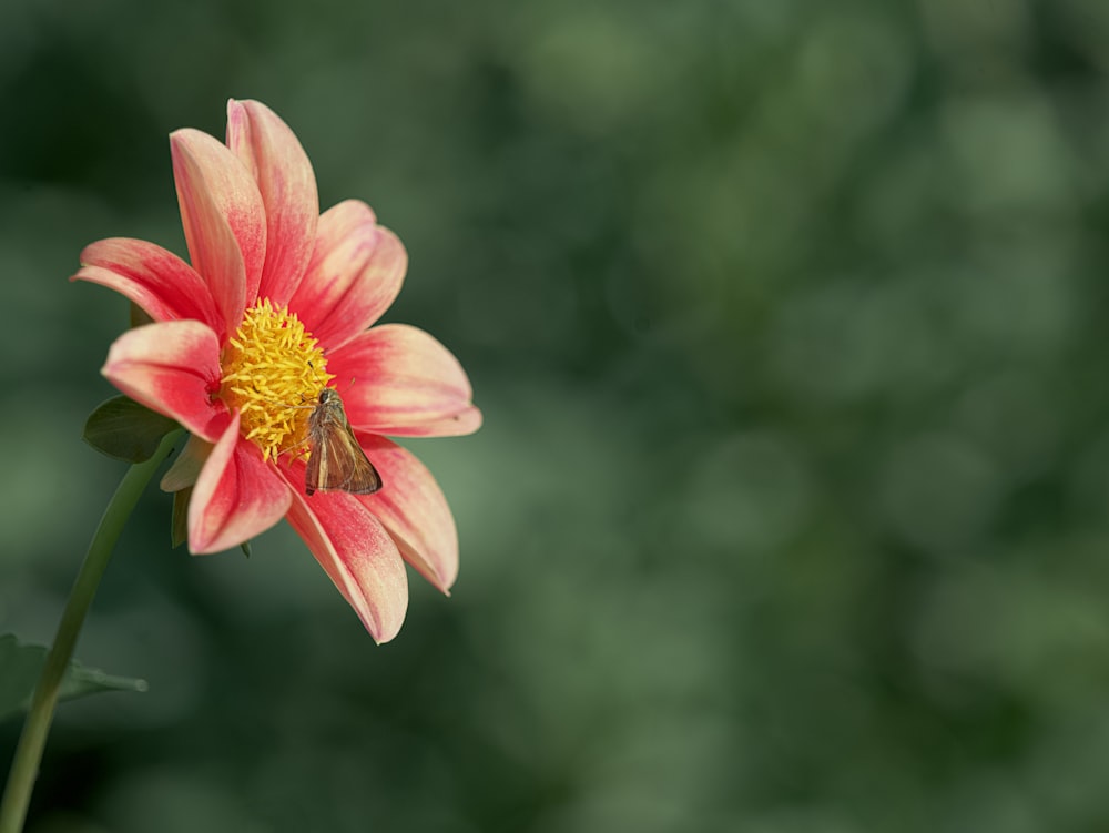 a red and yellow flower with a bee on it