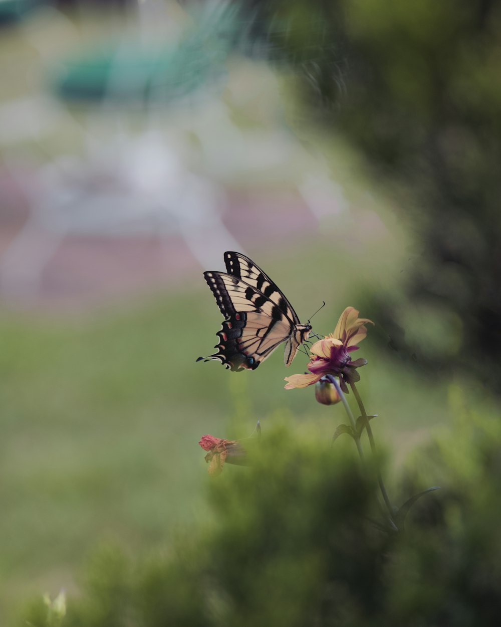 a butterfly sitting on top of a flower