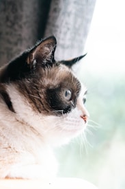 A cat with distinct dark and white markings gazes intently out of a window, with soft natural light illuminating its fur. The focus is on the cat&rsquo;s profile, showcasing its whiskers and alert ears, while the background is softly blurred, enhancing a sense of tranquility.
