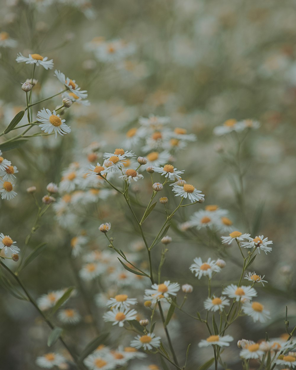 a bunch of white flowers with yellow centers