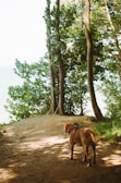 A trained dog pausing to sniff the air, framed by tall trees and dappled sunlight.
