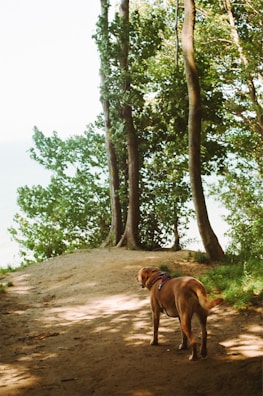 A trained dog pausing to sniff the air, framed by tall trees and dappled sunlight.