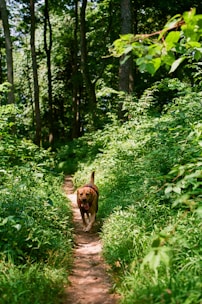 A happy dog walking along a shaded natural trail surrounded by lush greenery.