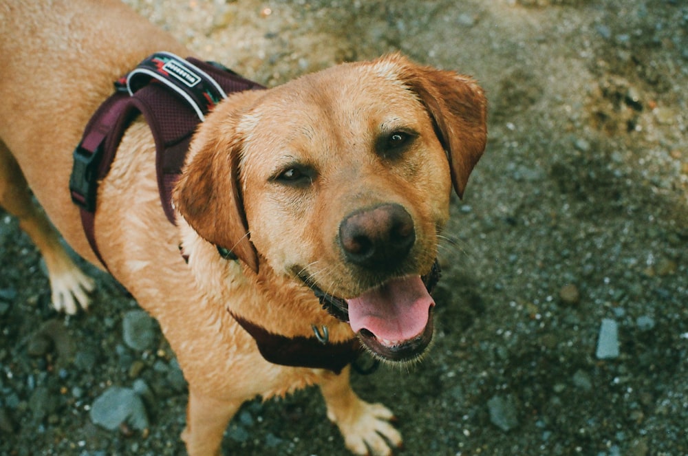 a close up of a dog wearing a harness