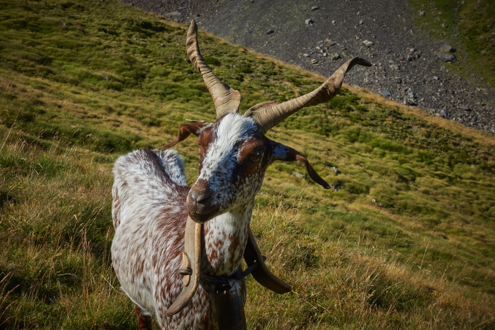 a goat with long horns standing in a field