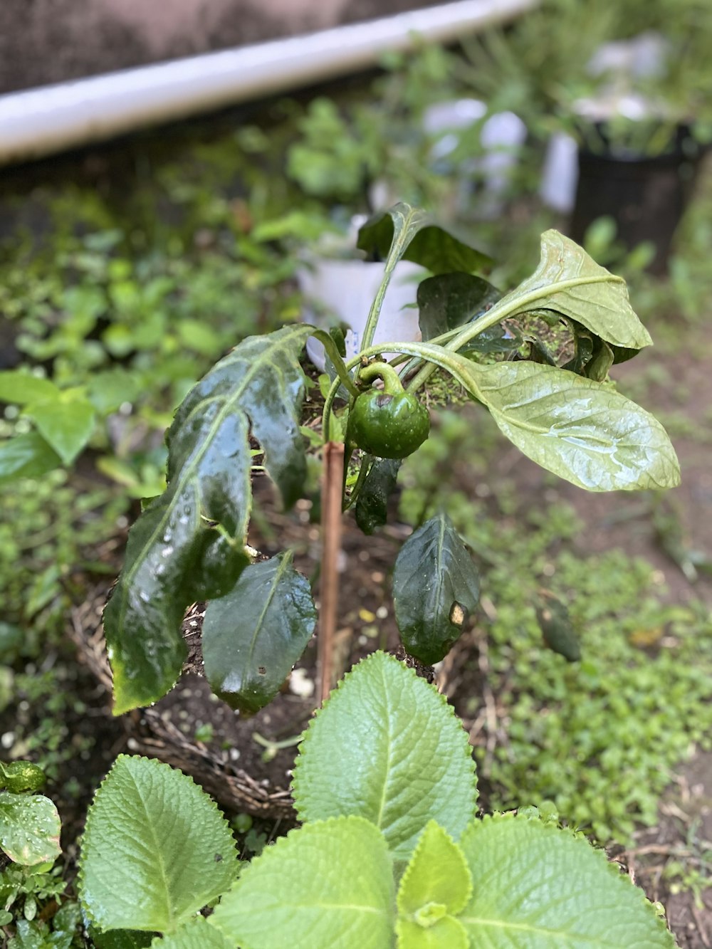 Eine Pflanze mit grünen Blättern in einem Garten