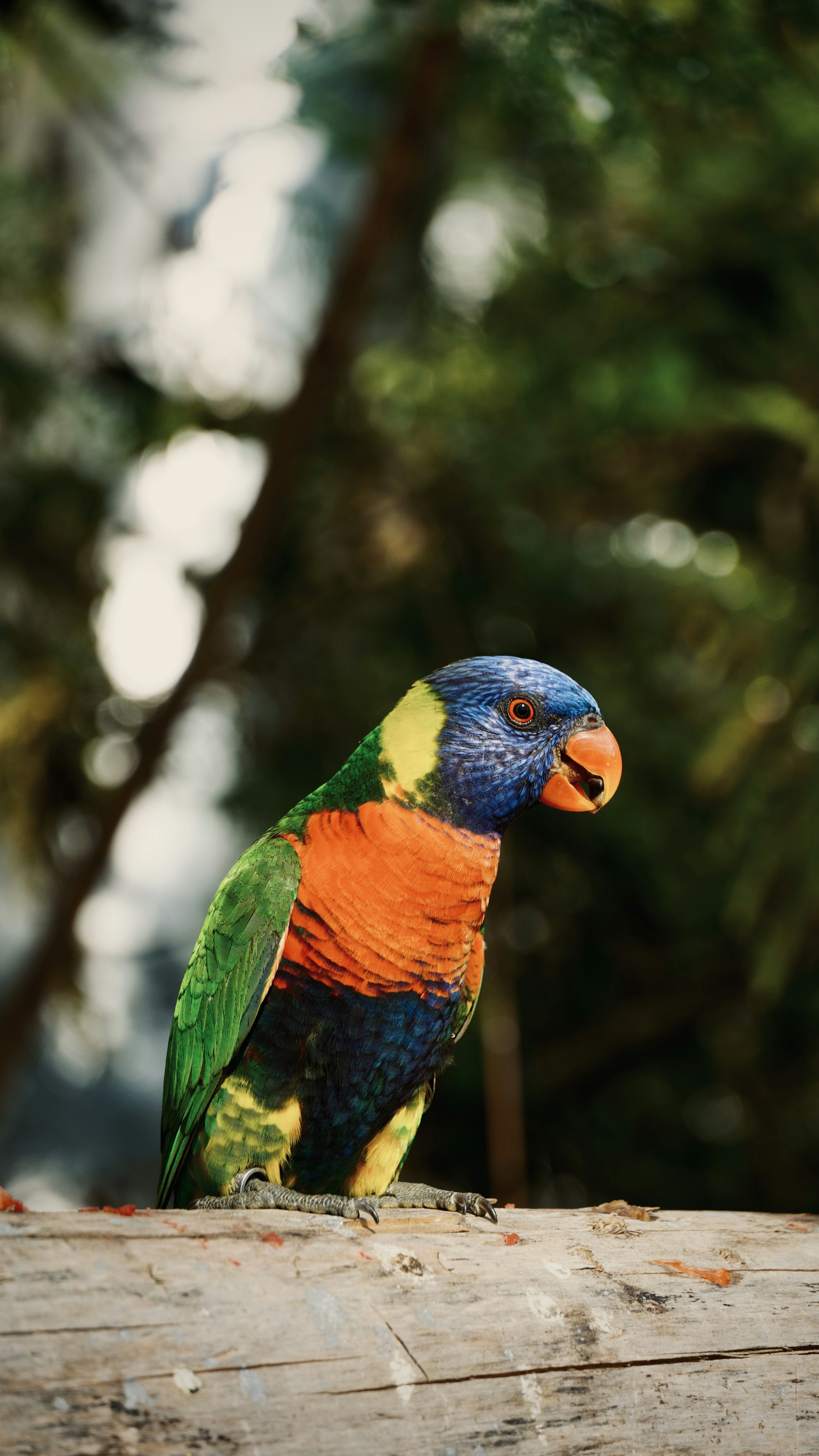 a colorful bird sitting on top of a wooden log
