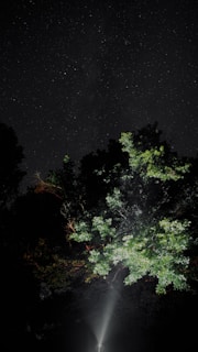Starlink satellite constellation glowing in the night sky over a forest.
