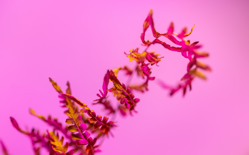 a close up of a flower on a pink background