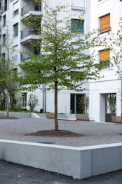 a small tree in a concrete planter in front of a building